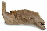 Fossil Hadrosaur (Edmontosaurus) Mandible - South Dakota #242455-1